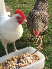 Mi hermosa gallina blanca: ¡pone los huevos más enormes para su pequeño tamaño!