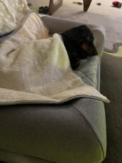 Buddy adora su cama y manta de Omlet 