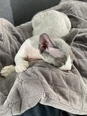 Un gatito gris disfrutando de su manta