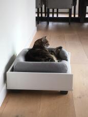 Gato tumbado en Maya sofá para gatos