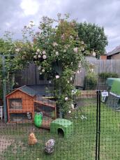Una valla para pollos alrededor de todo el jardín