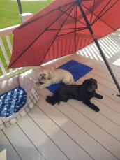 Dos perros disfrutando de su colchoneta fresca en el calor del verano