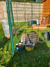 Dos conejos cenando dentro de su recinto
