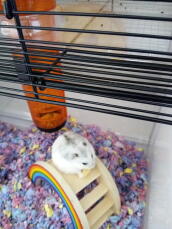 Un pequeño hámster blanco y gris se encuentra sobre un juguete arco iris dentro de una jaula de hámster bastante