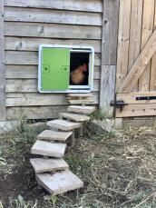 Una puerta de gallinero automática verde montada en un gallinero de madera