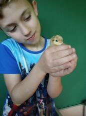 Niño sosteniendo un pollito