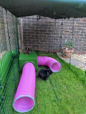 Nuestros conejos viven el refugio y los túneles de jueGo. tanto en el interior como en la parte superior ?