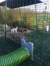 Conejos en Omlet Zippi corral de conejos con Omlet Zippi túnel adjunto