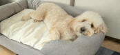 Perro blanco durmiendo sobre la alfombrilla para perros en una cama viscoelástica gris de Omlet