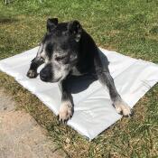 Loving her cooling mat! 