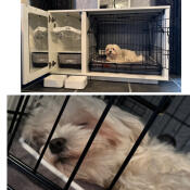 Un perro durmiendo en su jaula