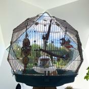 La jaula de pájaros Omlet Geo dentro de una impresionante casa de diseño.