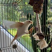 Una percha para pájaros dentro de la jaula para pájaros Omlet Geo .