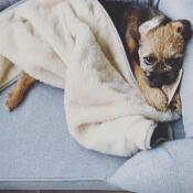 Walter adora su suave y acogedora manta