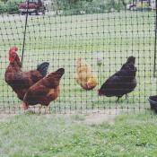 Pollos con Omlet vallas para pollos