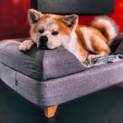 Lindo perro acostado en Omlet Topology cama para perros con almohadilla y pies cuadrados de madera