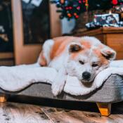 Lindo perro acostado en Omlet Topology cama para perros con topper de piel de oveja y pies cuadrados de madera