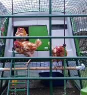 Tres felices gallinas rescatadas aprueban su nuevo hogar.