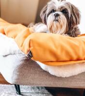 Perro en Topology cama de perro con bolsa de frijoles topper