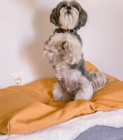 Perro en dos patas en Topology cama de perro con bolsa de frijoles topper
