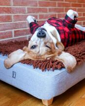 Un perro encantado con su cama y su topper de microfibra marrón