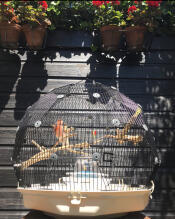Una jaula de pájaros Geo en el exterior de un jardín.