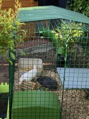 Conejos dentro de un corral
