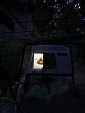 Gallina dentro de un gallinero Cube con una luz encendida por la noche