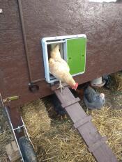 Gallina saliendo del gallinero de madera con Omlet puerta automática de gallinero verde