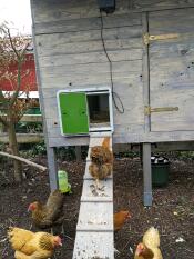 Una gallina subiendo por una rampa a un gallinero con un abrepuertas automático acoplado.