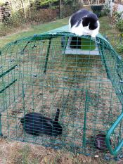 Un gato encima de una extensión de Eglu Go mirando a unos conejos