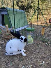 Conejos comiendo lechuga de un soporte de Golosinas Caddi en un corral de paseo