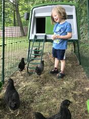 Sólo un niño y sus gallinas 