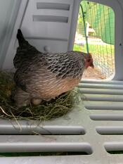 Una gallina cubriendo sus huevos en su gallinero