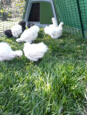 Varias gallinas pequeñas picoteando hierba en el corral de su gallinero