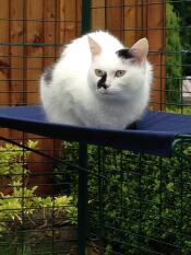 Un gato sentado en posición de pan en su estantería de su corral al aire libre