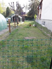Pollos en el jardín con Omlet valla de pollo