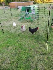 Un gallinero y tres gallinas en su cercado