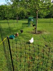 Unas gallinas picoteando hierba en su cercado