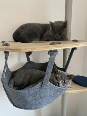 Dos gatos grises relajándose en su árbol para gatos de interior