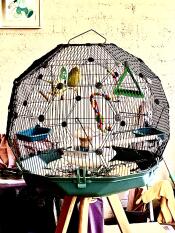 Los pájaros adoran su nueva jaula Omlet Geo 