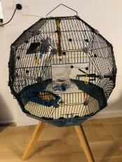 Geo jaula para pájaros con puerta abierta con jaula negra, base cerceta y patas pequeñas