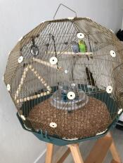 Geo jaula para pájaros con dos periquitos con Gold jaula y base cerceta