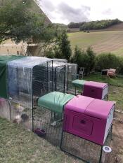 Dos Omlet púrpura Eglu Cube grandes gallineros y corrales conectados a Omlet corrales para pollos