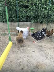 Pollos disfrutando de su juguete de picoteo.