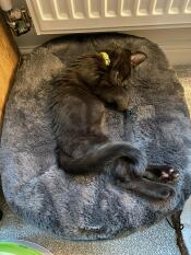 ¡a la gatita kora le encanta su nueva cama!