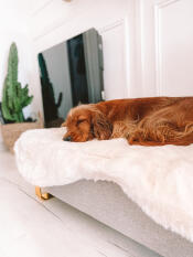 Un perro durmiendo plácidamente en el topper de piel de oveja de esta cama