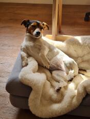 A nuestro perro le gusta mucho la manta de piel de oveja, es muy suave y funciona muy bien en la cama Topology! queda muy bien usada sola también.
