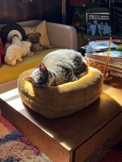 Un gato descansando en la cama para gatos butterscotch Maya donut.