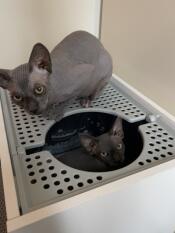 Dos gatos y su caja de arena
